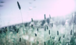 pollen allergy